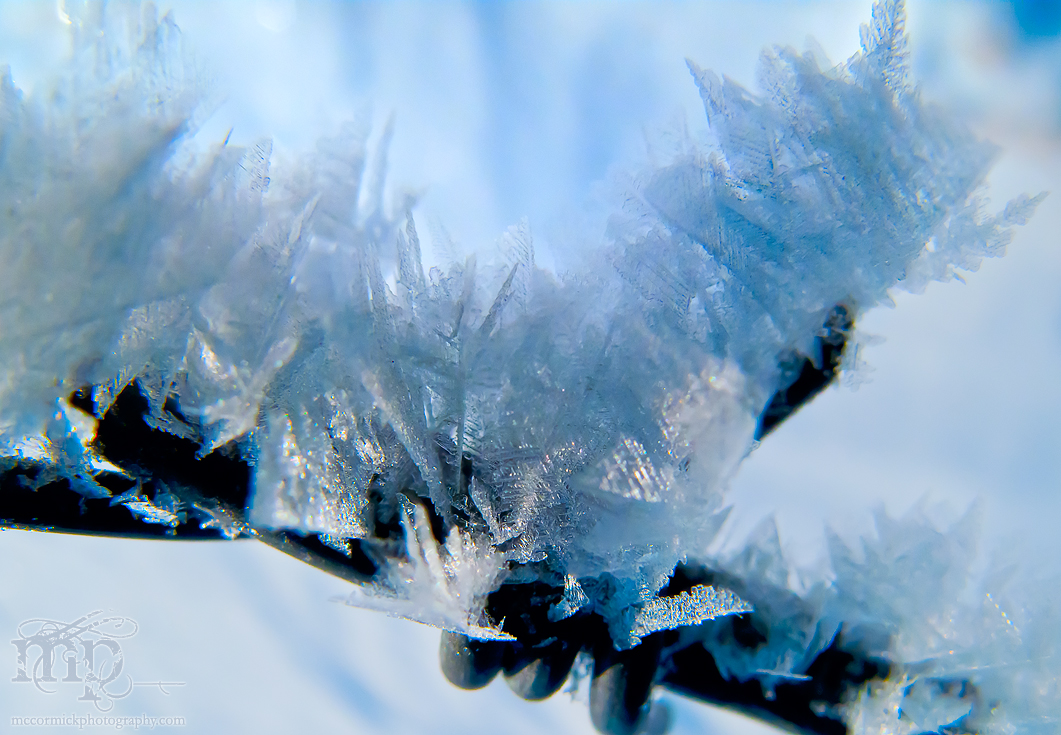 Feb 27, 2012 : Frosted Barbs [2 of 4]