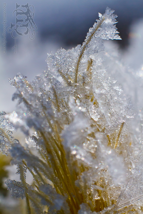 Frost on nylon rope [5 of 5]