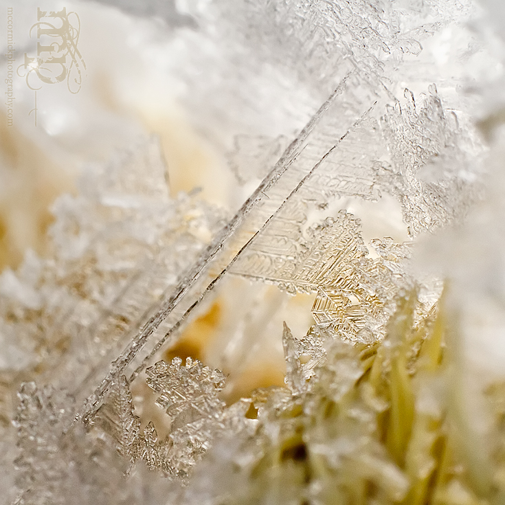 Frost on nylon rope [4 of 5]