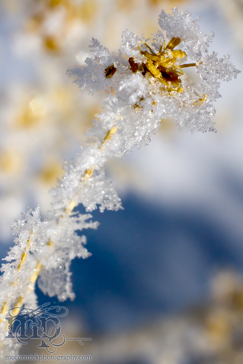Feb 28, 2012: Frosted Weeds [1 of 2]