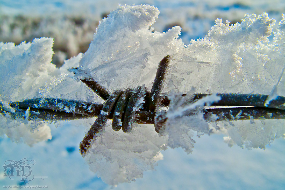 Feb 28, 2012: Throw a little frost on the barbies [2 of 2]