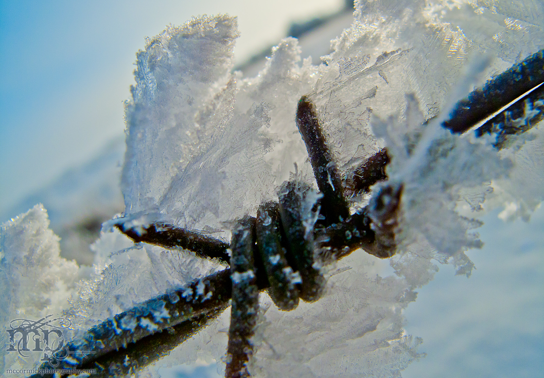 Feb 28, 2012: Throw a little frost on the barbies [1 of 2]