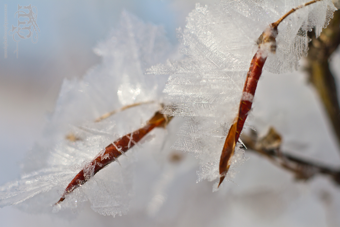 Mar 7, 2012: Frost on the caraganas [4 of 4]