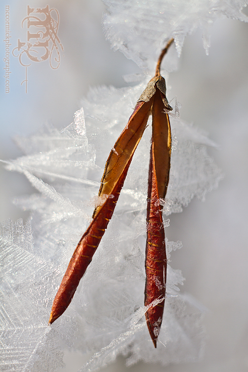 Mar 7, 2012: Frost on the caraganas [3 of 4]
