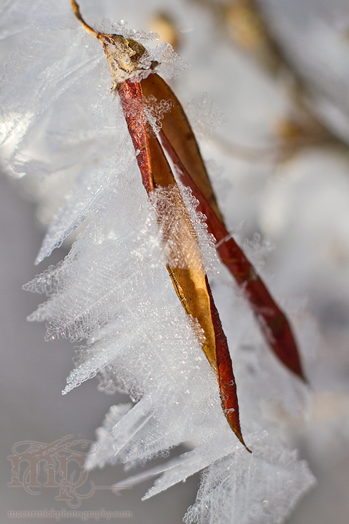 Mar 7, 2012: Frost on the caraganas [2 of 4]
