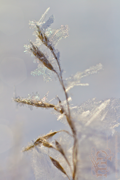 Mar 7, 2012: It sparkles