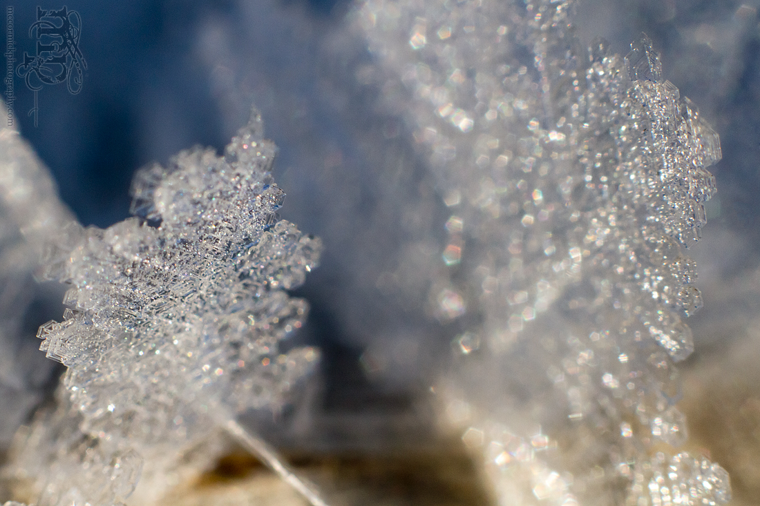 Mar 7, 2012: Frost on the railing [4 of 7]