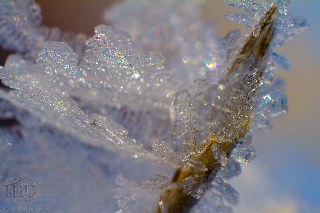 Mar 7, 2012: Frost on grass seed