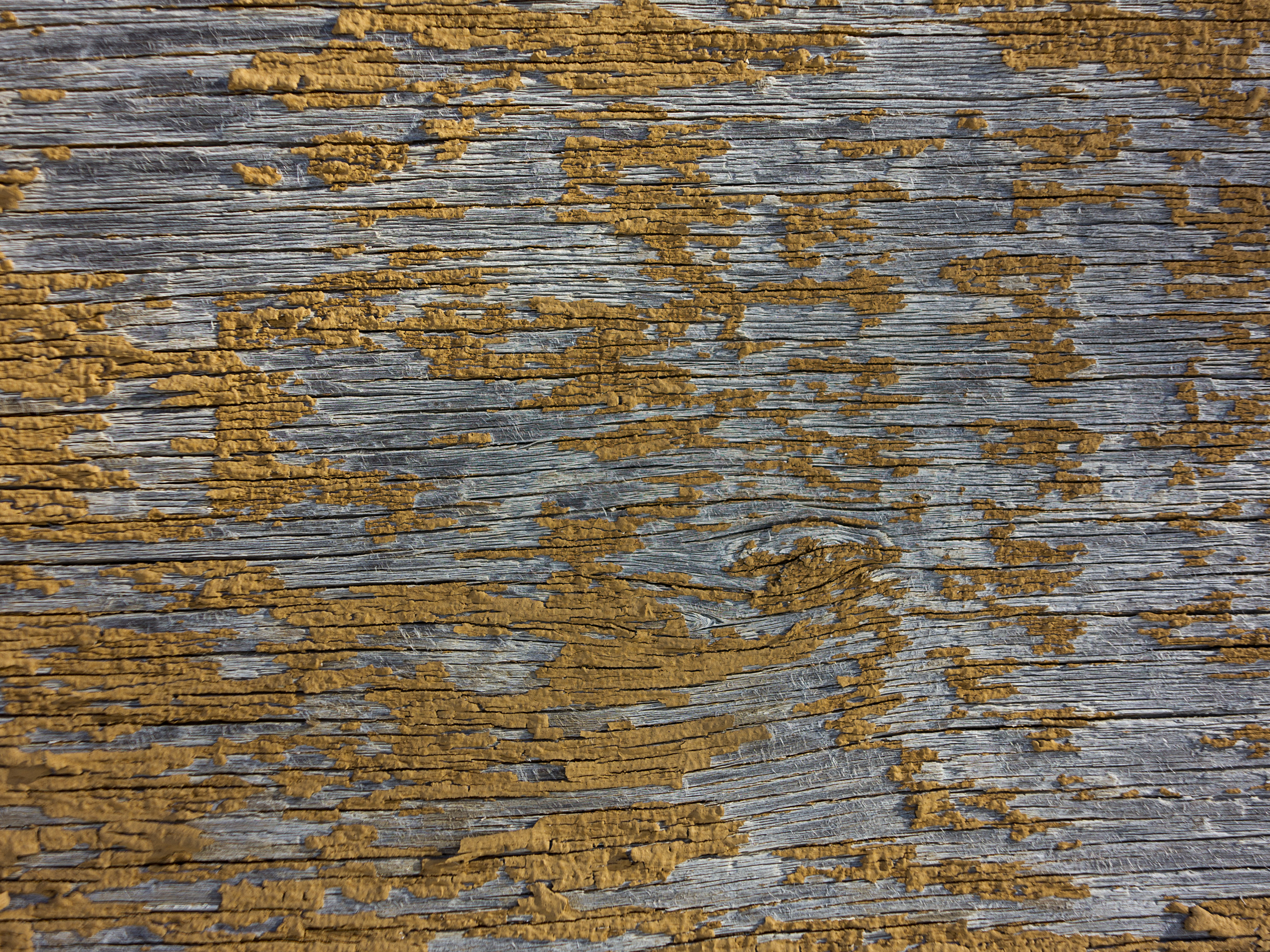 Texture : Peeling yellow paint on plywood [3 of 4]