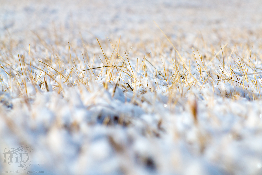 Grass after light snow.
