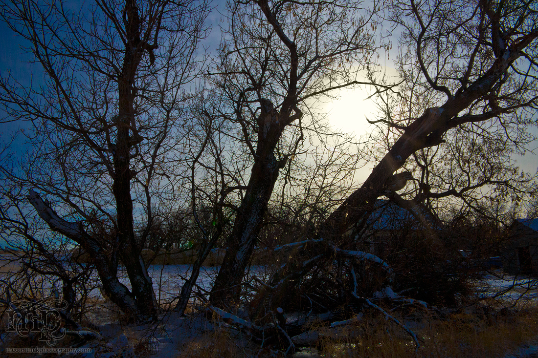 Sun through trees in winter