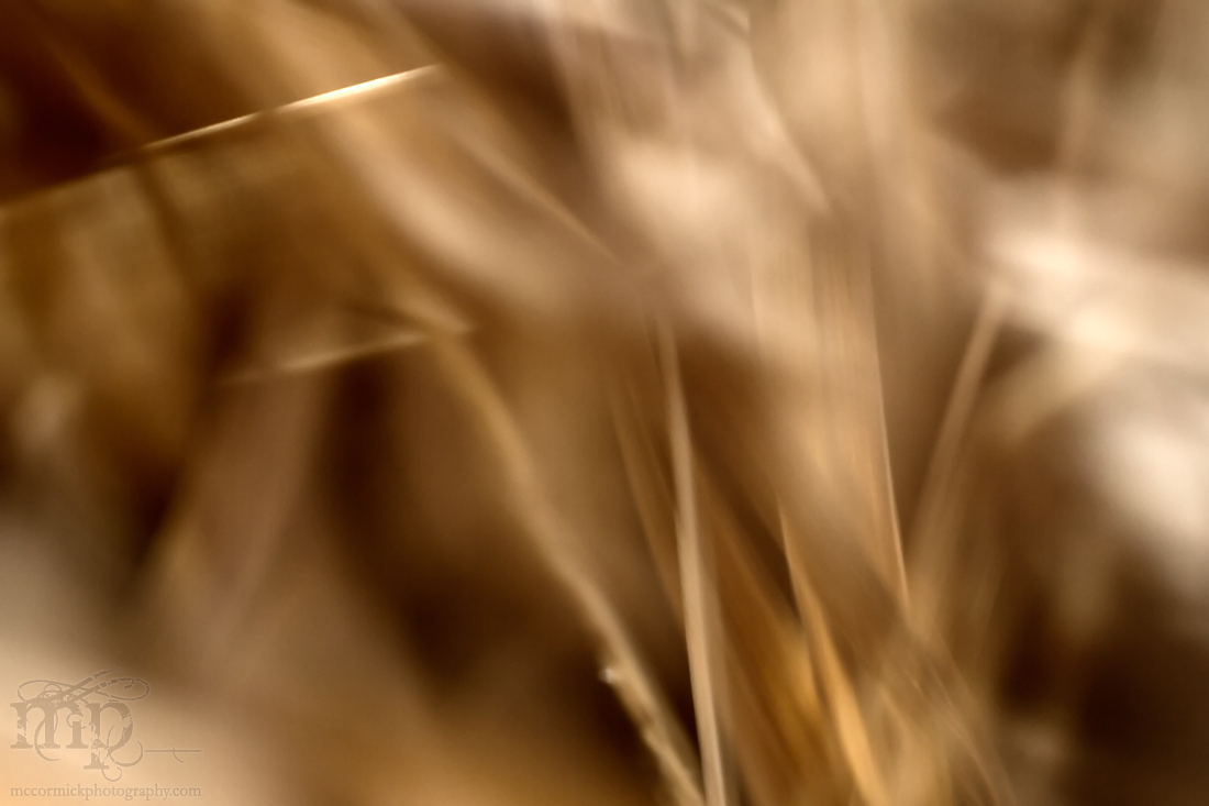 Pain in the grass [7 of 8]