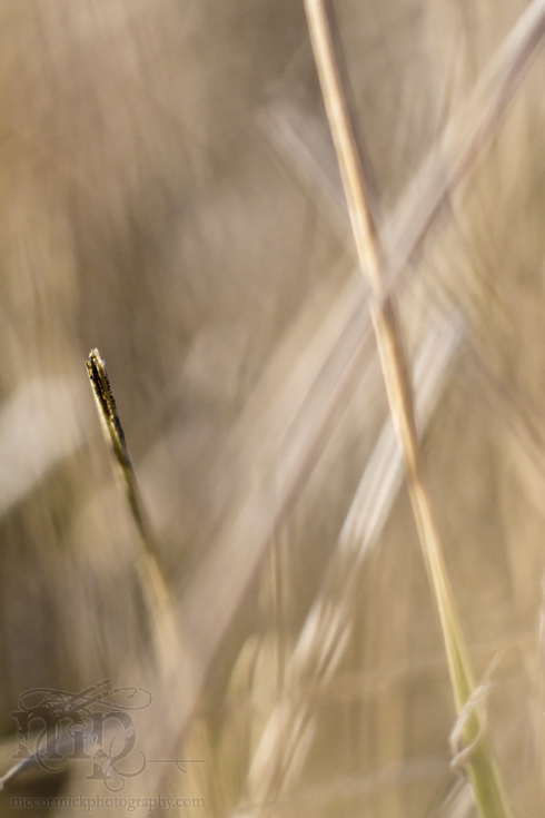Pain in the grass [3 of 7]