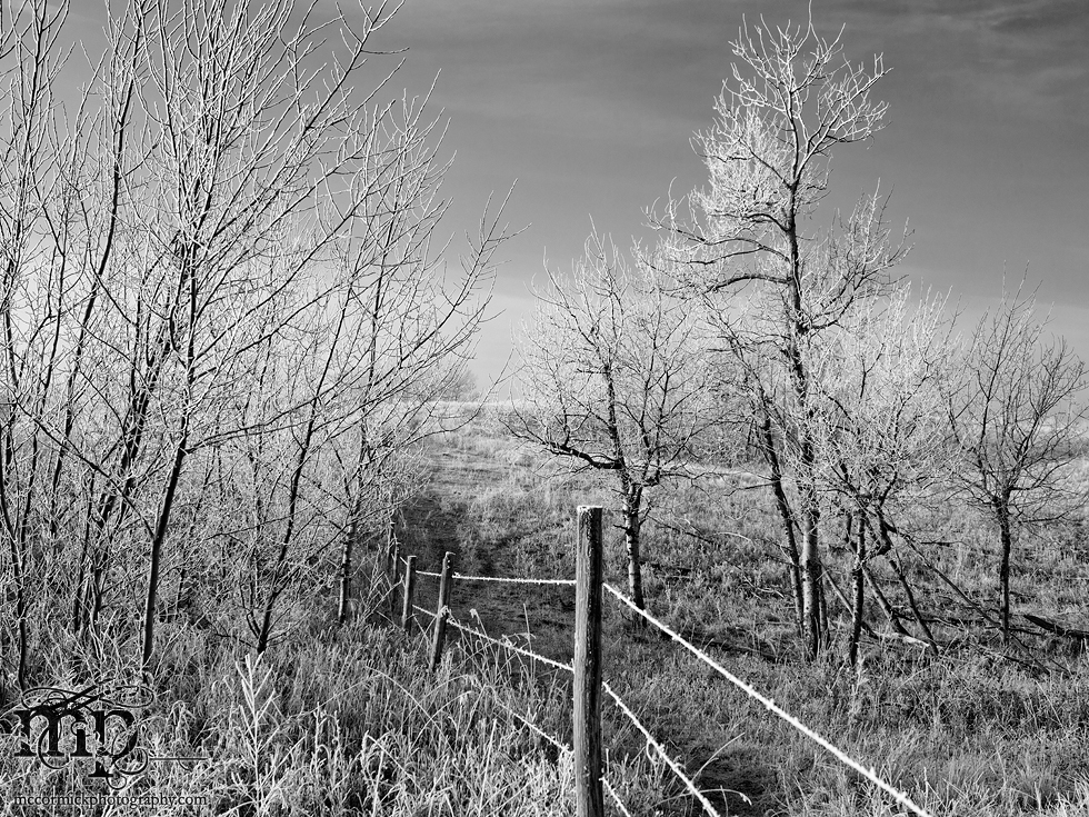 You can usually find me sitting on the fence