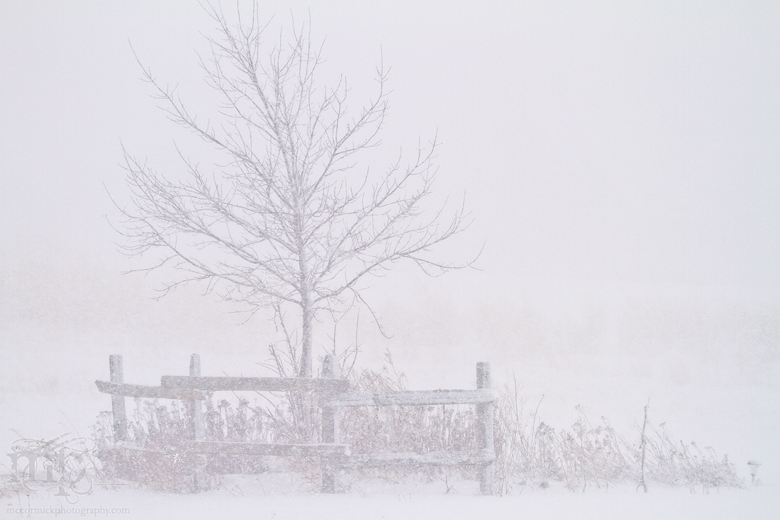 Mar 19, 2012 Blizzard: Tree and flower bed