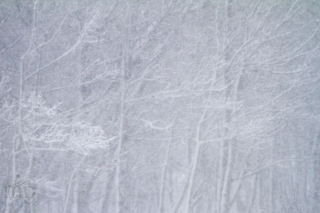 Mar 19, 2012 Blizzard: Sleeze in the trees