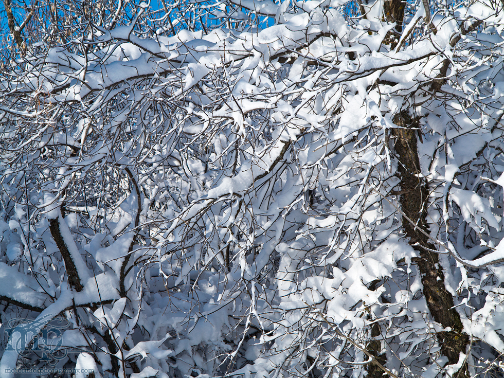 Mar 19 2012 Blizzard Aftermath [1 of 6]