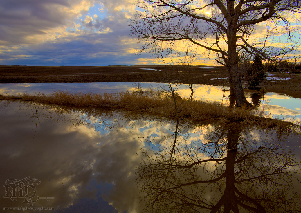 More dead things reflected
