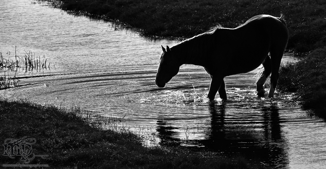 RR 6-3 Horses: Equine crossing