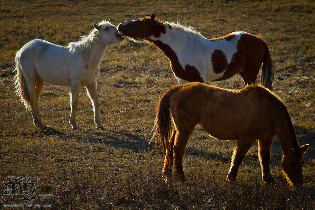 RR 6-3 Horses: Affairs always happen right behind your back
