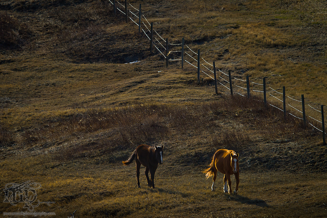 RR 6-3 Horses: Rejoining the herd