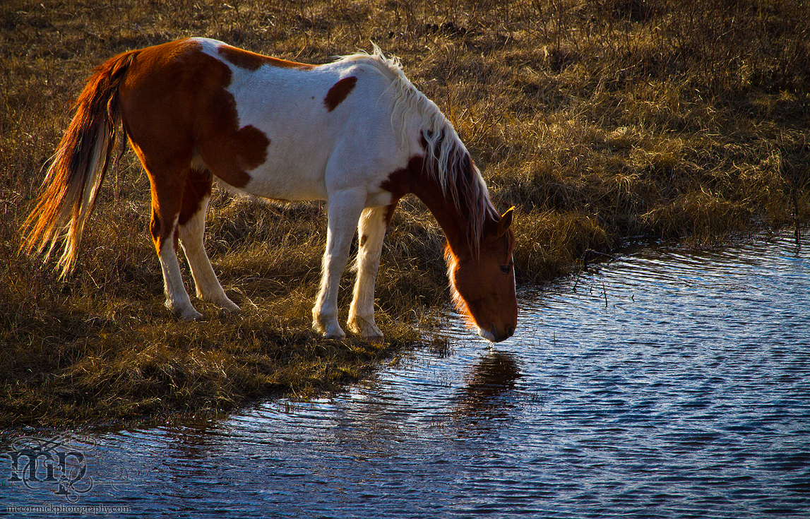 RR 6-3 Horses: Thirsty work