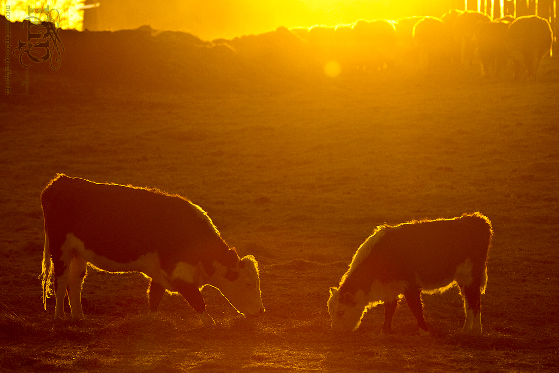Calving 2012: Dinner for two