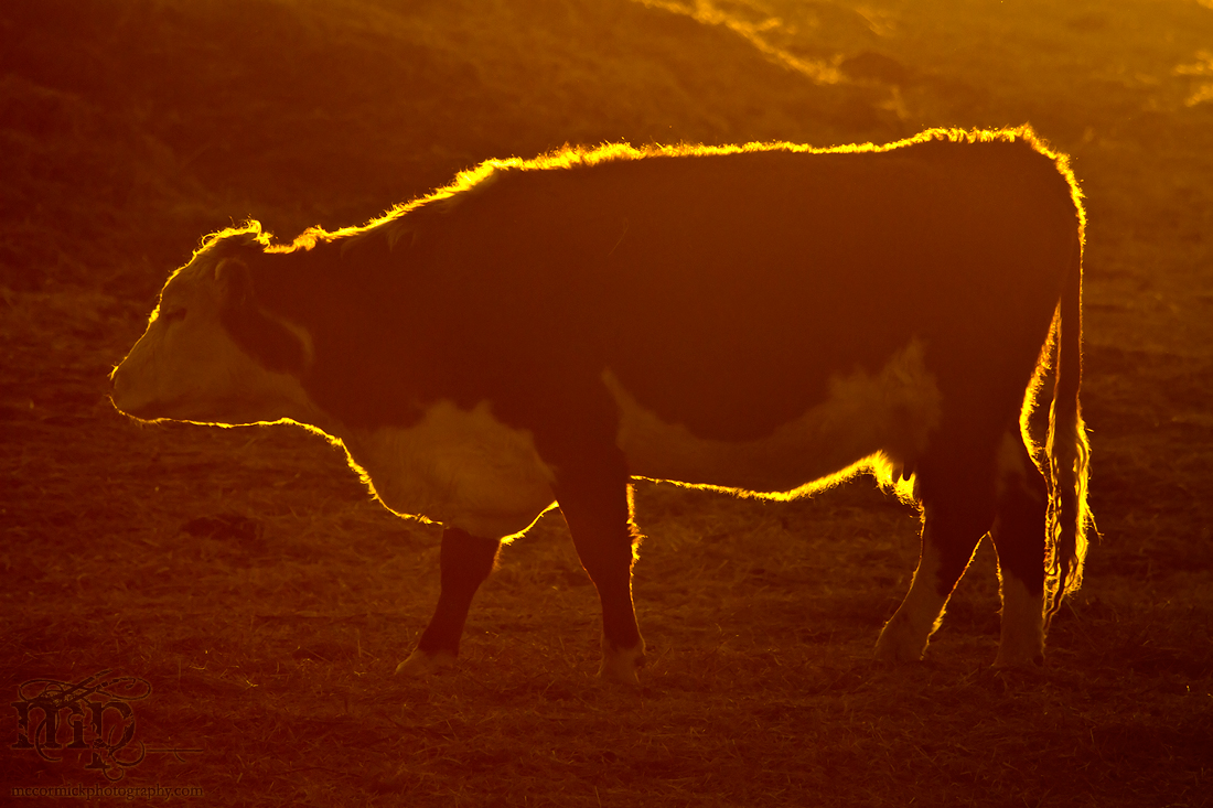 Calving 2012: A rough outline