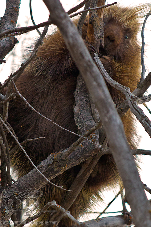 I done treed me a porky [2 of 3]