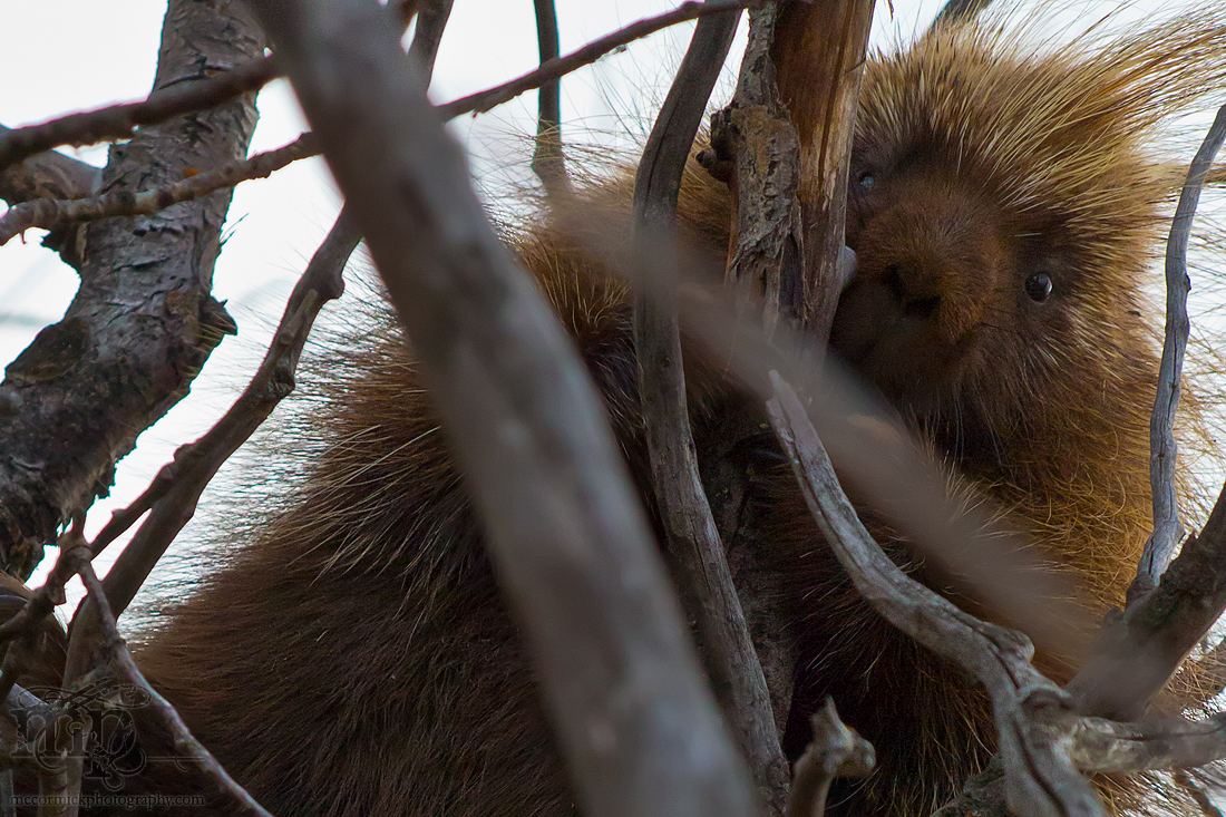 I done treed me a porky [1 of 3]