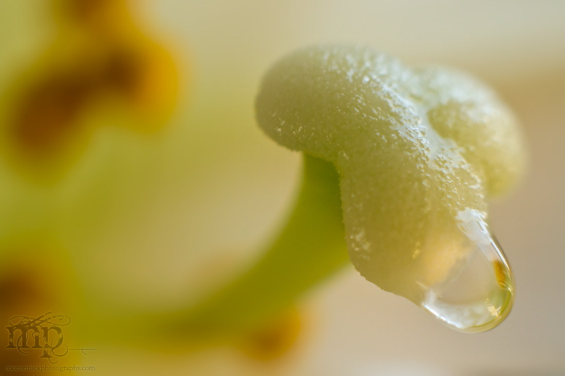 Easter Lily with the Runs [1 of 2]