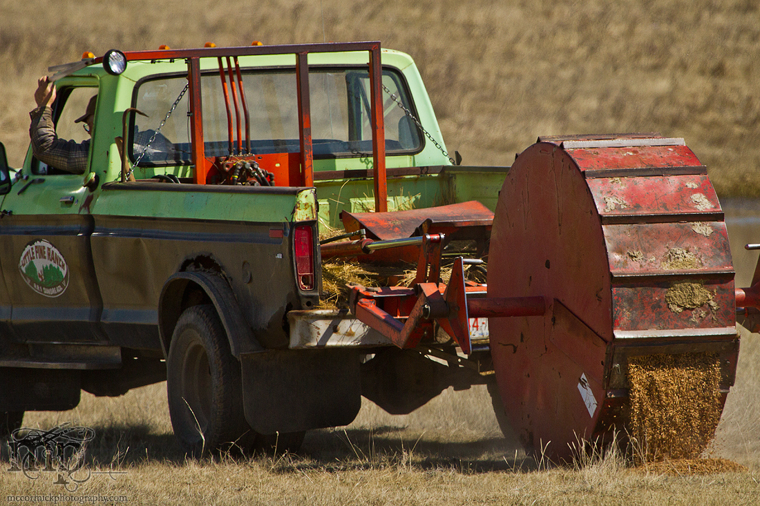Cattle Move 2012: Baiting the cow trap