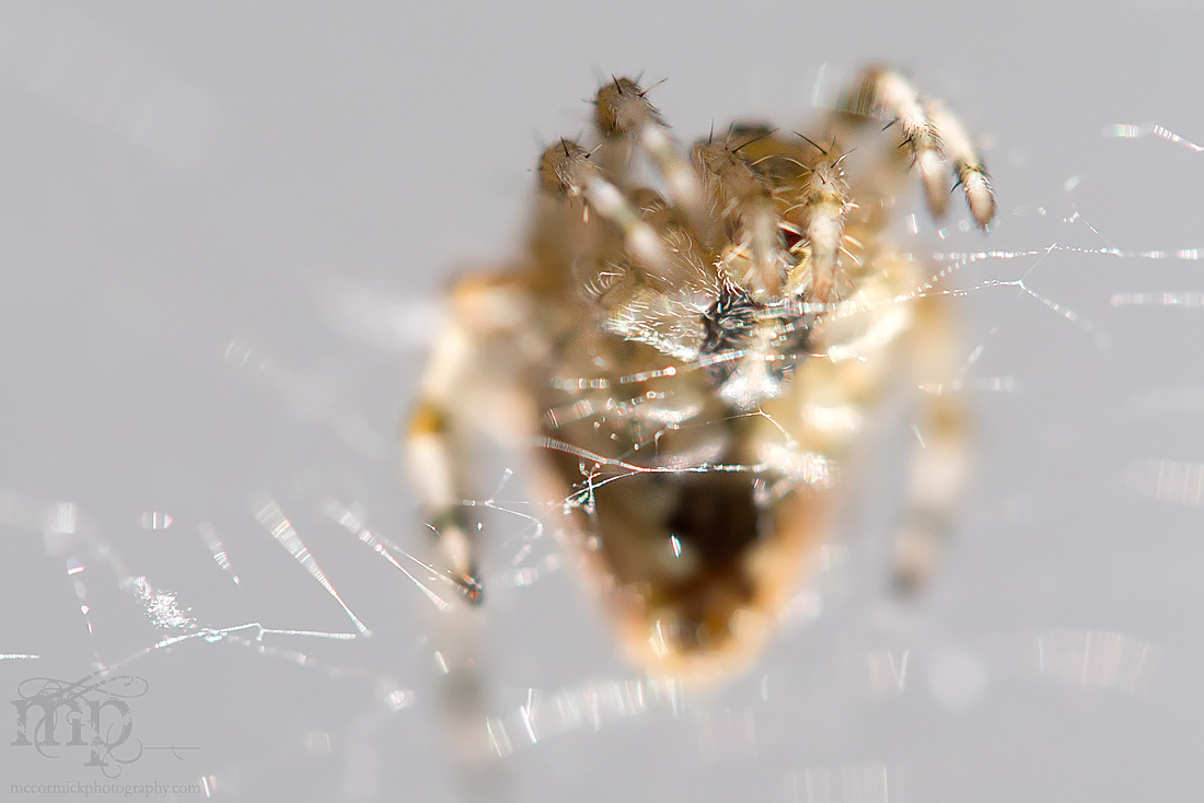 "...does whatever a spider can." [4 of 4]