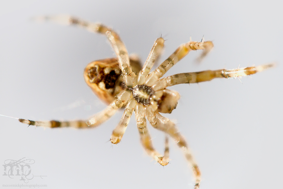 "...does whatever a spider can." [3 of 4]