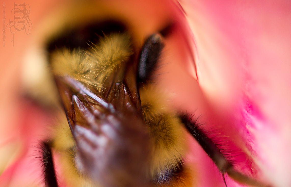 Bee There or Bee Square [1 of 2]