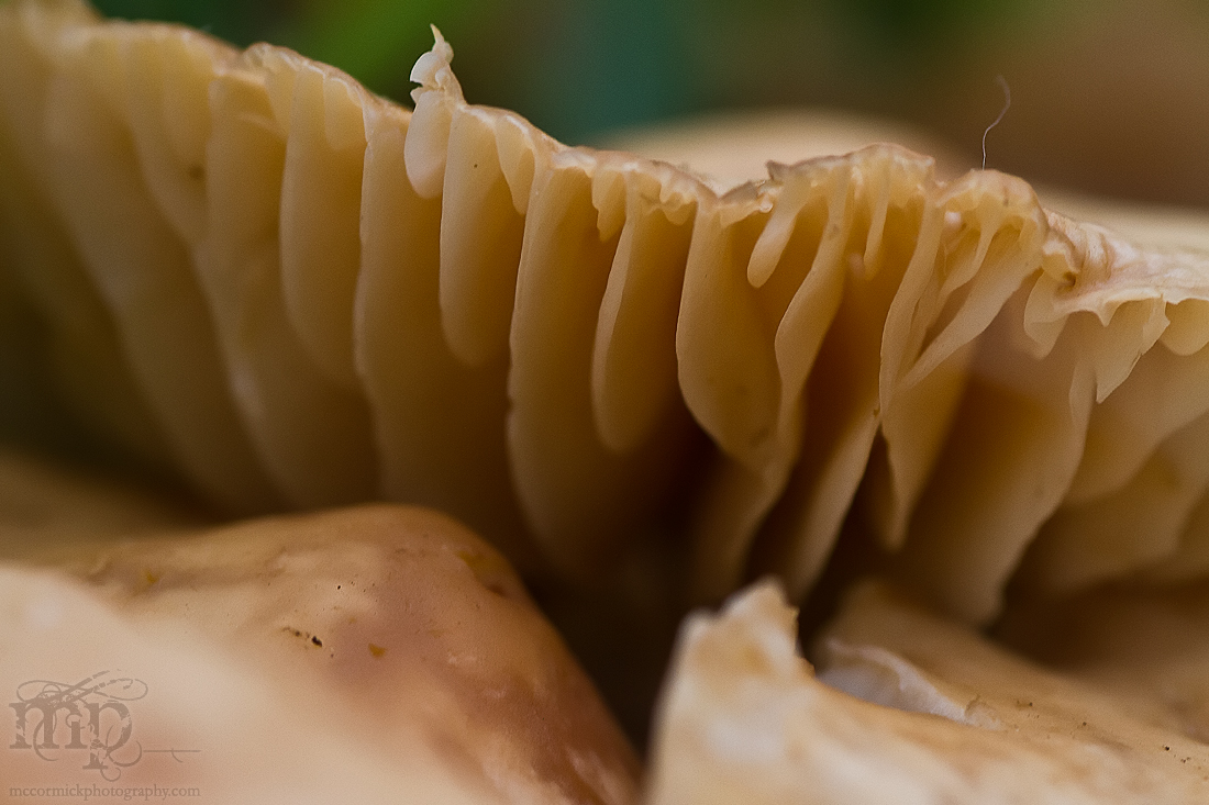 Doing Shrooms [1 of 2]