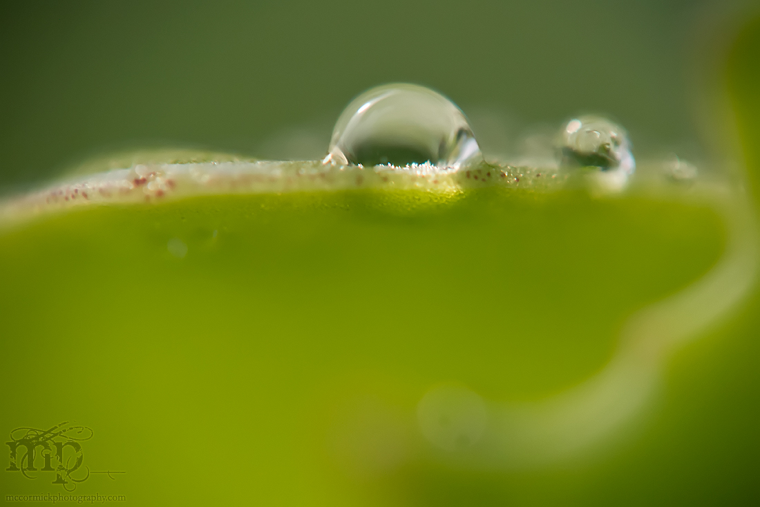 Roving in the Clover [2 of 2]