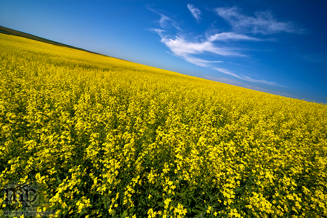 The Canola Canoodler Strikes Again [3 of 3]