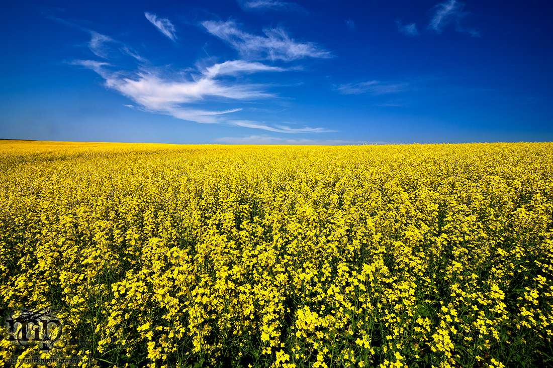 The Canola Canoodler Strikes Again [1 of 3]