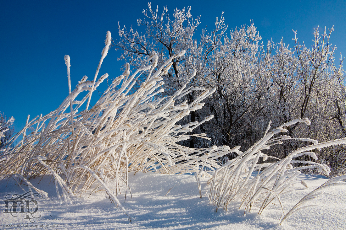 First Hoar Frost of the Winter, 1 of 2