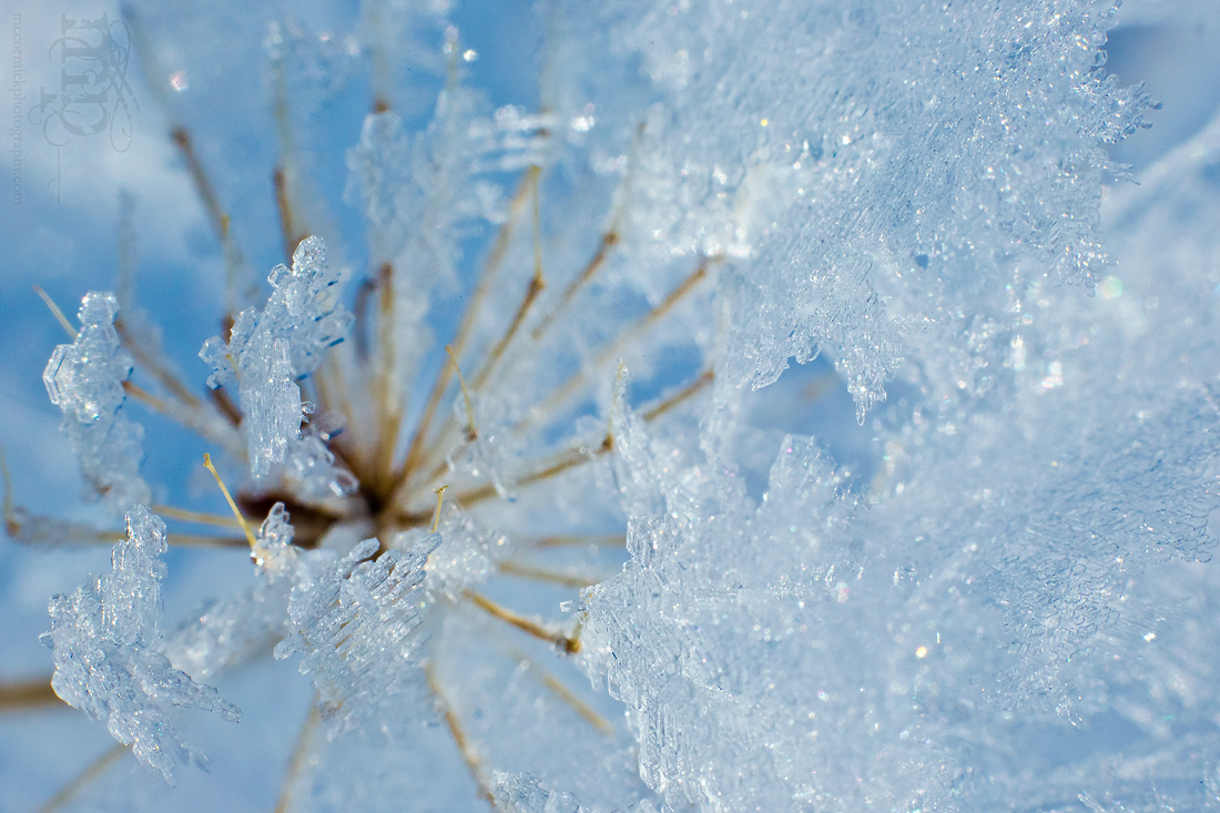 Frost on the Dill, New Year's Eve, 2012