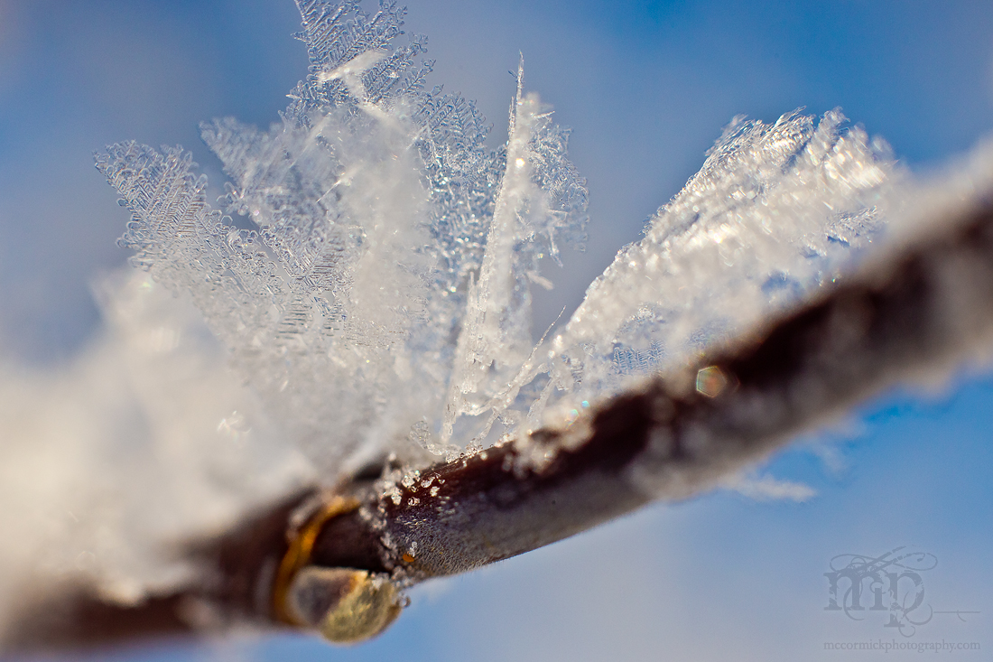 Blades of Frost on Twig