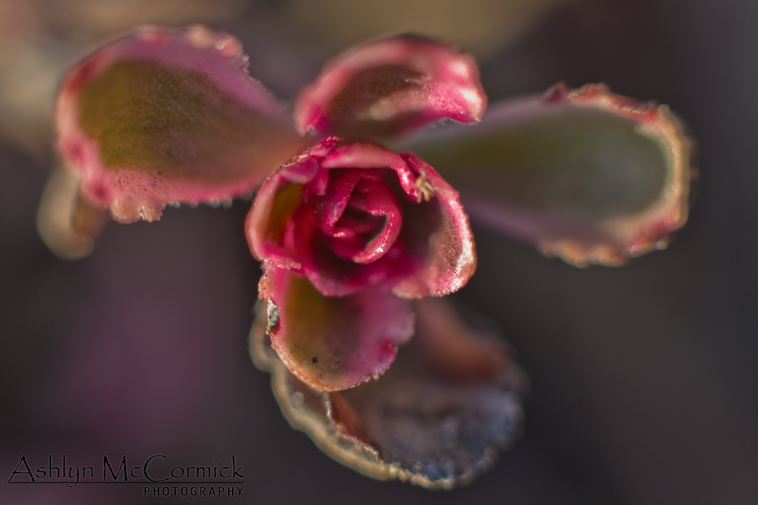Signs of Life [3 of 3]