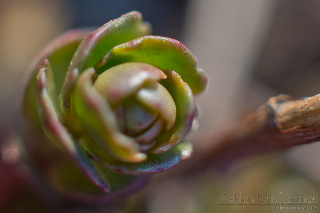 Signs of Life [2 of 3]
