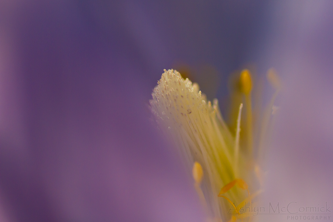 Crocus close-up