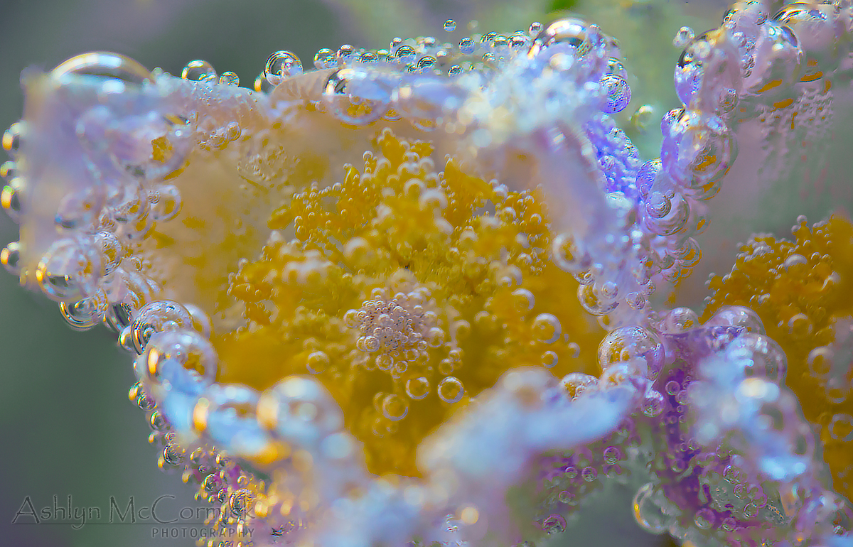 Submerged Crocii [6 of 6]