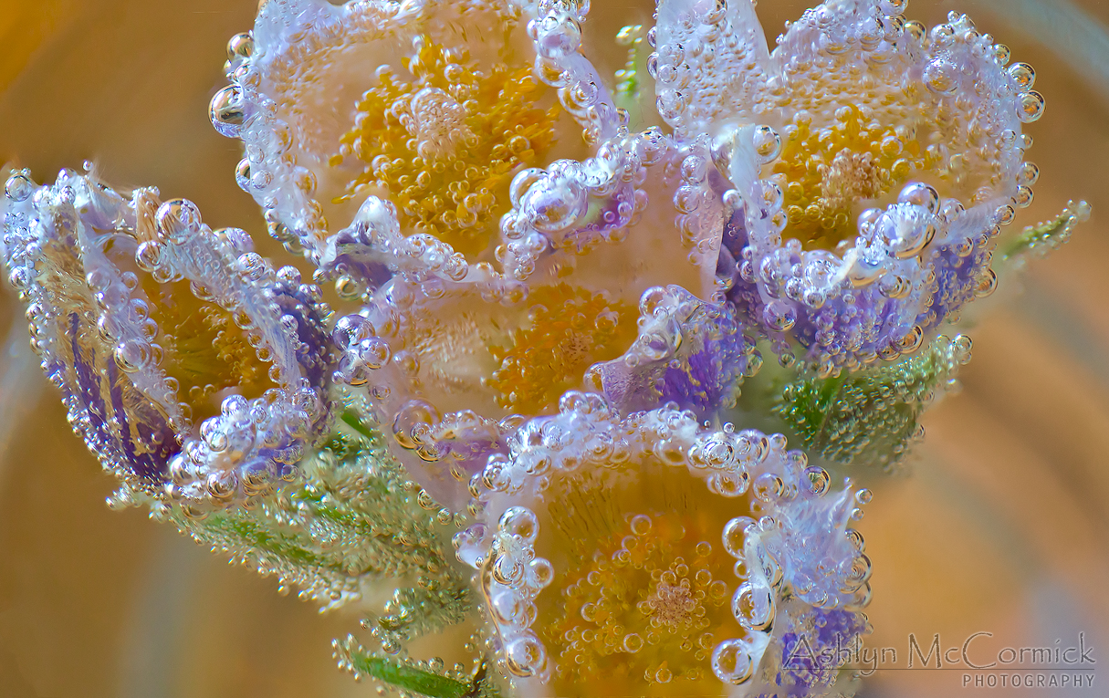 Submerged Crocii [5 of 6]