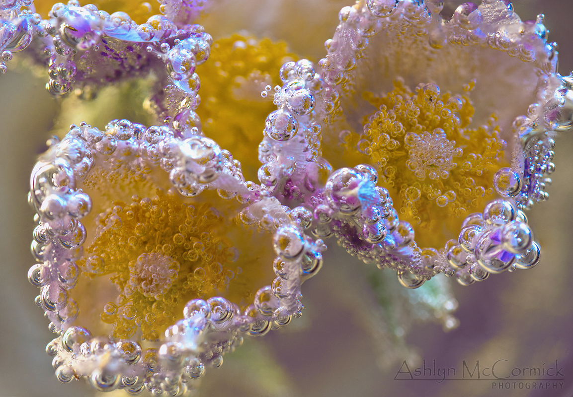 Submerged Crocii [3 of 6]