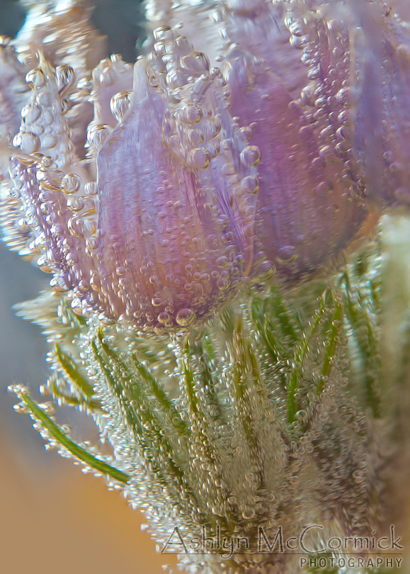 Submerged Crocii [2 of 6]