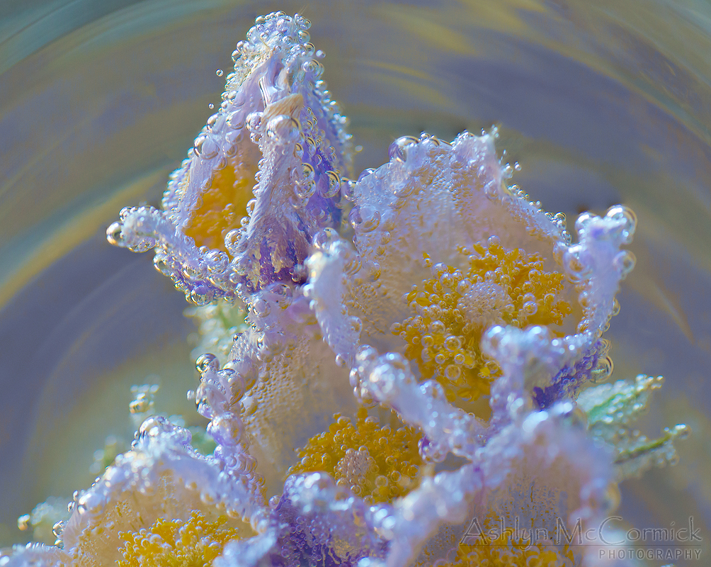 Submerged Crocii [1 of 6]